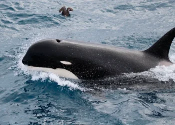 Cannibal killer whales in Russian waters