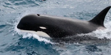 Cannibal killer whales in Russian waters