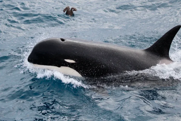 Cannibal killer whales in Russian waters