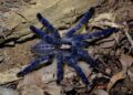 Rare Peacock Tarantula Image