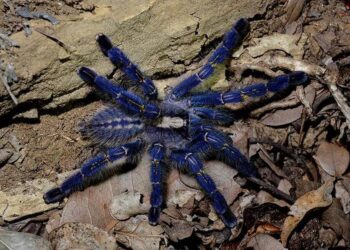 Rare Peacock Tarantula Image
