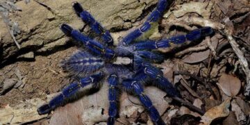 Rare Peacock Tarantula Image