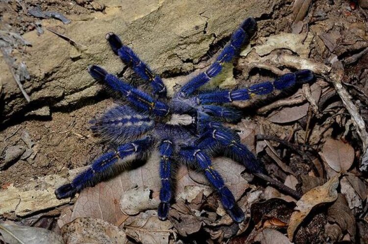 Rare Peacock Tarantula Image