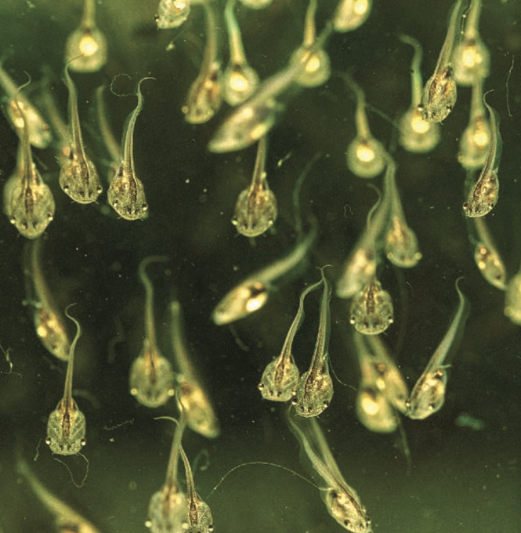 Mammals Might Be Able to Regenerate Tissue Under the Right Conditions