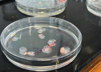 Why Scientists Are Turning to Fish Scales to Restore Human Vision