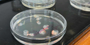 Why Scientists Are Turning to Fish Scales to Restore Human Vision