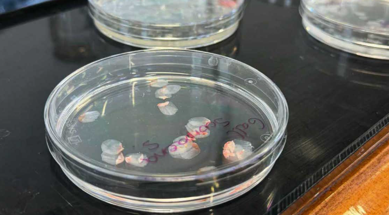 Why Scientists Are Turning to Fish Scales to Restore Human Vision