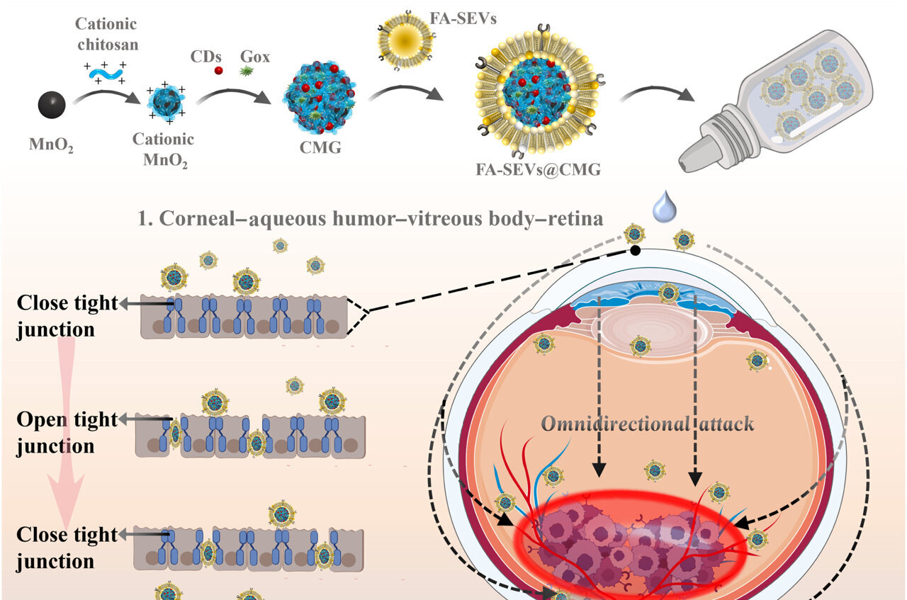 Pig Semen-Derived Exosomes Deliver Cancer Treatment to Mouse Retinas via Eye Drops