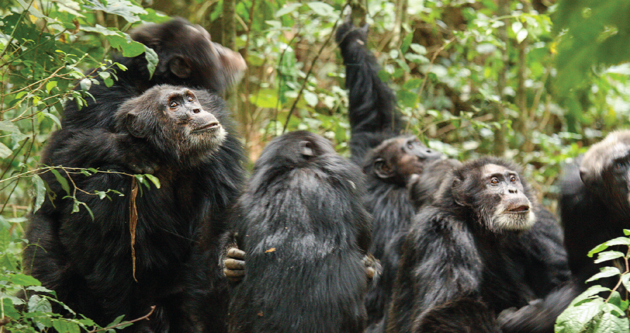 Chimpanzees of the Ngogo community in Uganda divided into two groups that clashed aggressively with each other.PHOTO: A. A. SANDEL ET AL.