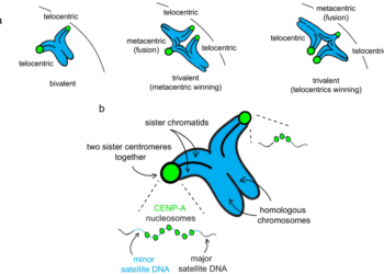 Mouse Satellite DNA: How Mammalian Satellites Form Hierarchical Repeats