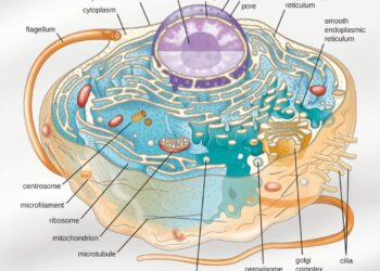 Eukaryotic Cell Diagram