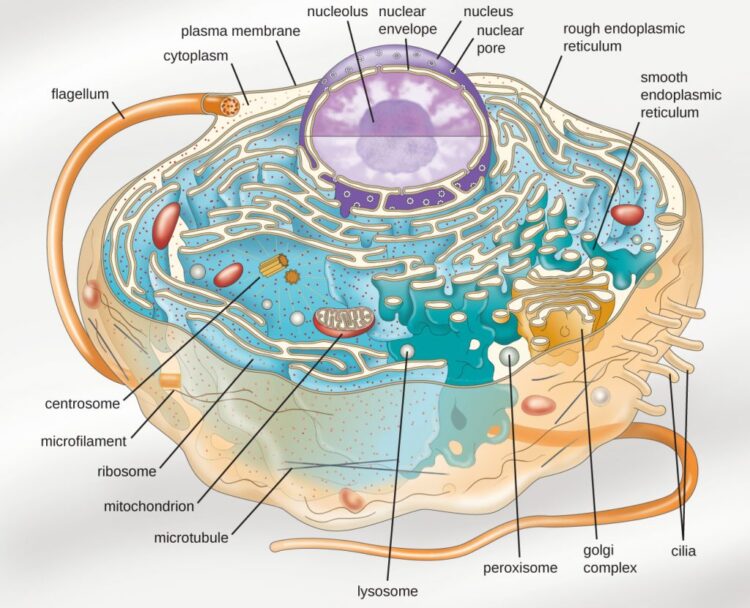 Eukaryotic Cell Diagram