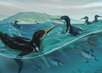 The oldest penguin species yet discovered, Daniadyptes primaevus, was a flightless bird that spent much of its time in the ocean, just like modern penguins. However, fossil evidence of the species’ long beaks suggests that it used hunting practices more like those of modern seabirds, such as cormorants, which stay near the water’s surface because they cannot swallow their prey underwater. Traces of the many varieties of ancient penguins that lived in New Zealand are al- lowing paleontologists to track their evolution into the semiaquatic birds found today.
