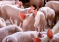Functional Lab-Grown Esophagus Successfully Implanted in Growing Pigs