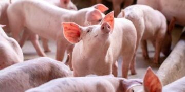 Functional Lab-Grown Esophagus Successfully Implanted in Growing Pigs