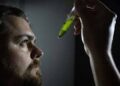 Scientists Created a New Chikungunya Vaccine That Stops the Virus From Fully Spreading in the Body