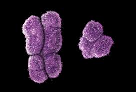 The Y Chromosome Has Several Male-Specific Genes