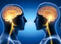 A new study has found that men’s brains shrink faster than women’s as they age.