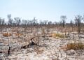 Biodiversity Loss
