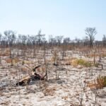 Biodiversity Loss