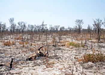 Biodiversity Loss
