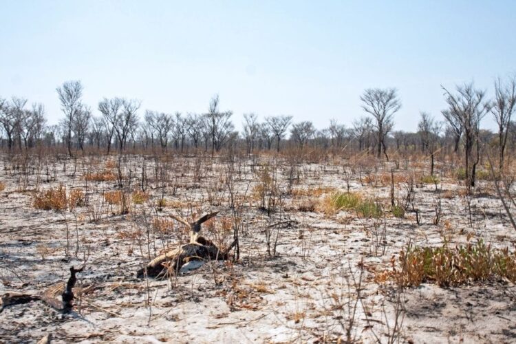 Biodiversity Loss