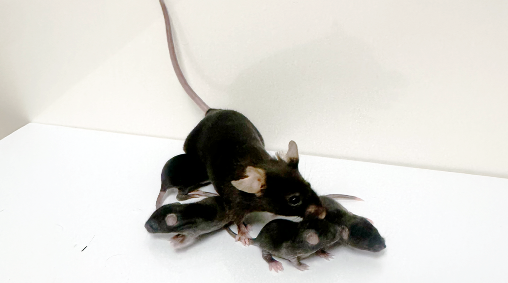 Rat Research Suggests the Brain Disagrees.