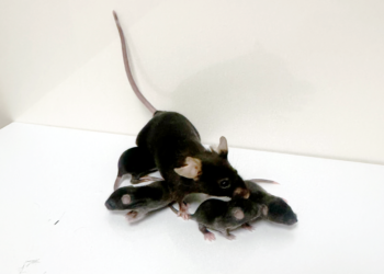 Rat Research Suggests the Brain Disagrees.