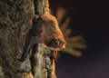 Soprano pipistrelle (Pipistrellus pygmaeus) emerging from a tree hollow at the moment of take-off.