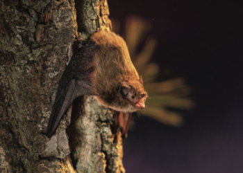 Soprano pipistrelle (Pipistrellus pygmaeus) emerging from a tree hollow at the moment of take-off.