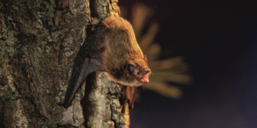 Soprano pipistrelle (Pipistrellus pygmaeus) emerging from a tree hollow at the moment of take-off.