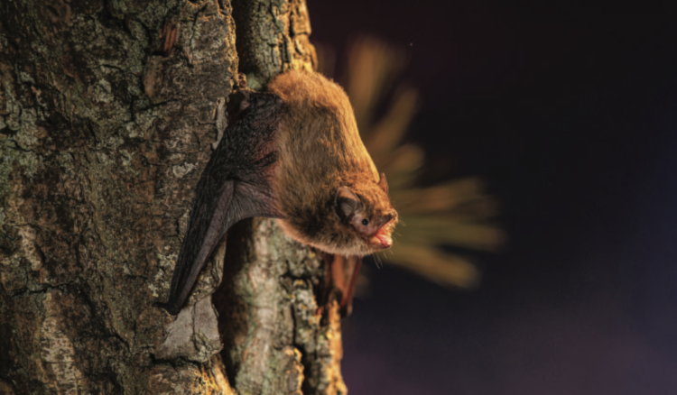Soprano pipistrelle (Pipistrellus pygmaeus) emerging from a tree hollow at the moment of take-off.