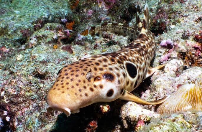 new walking shark species